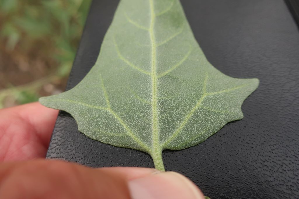 Atriplex 3_Hallstadt.jpg
