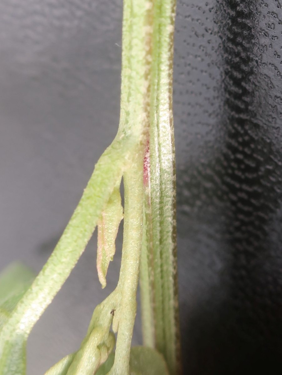 Atriplex 4_Hallstadt.jpg