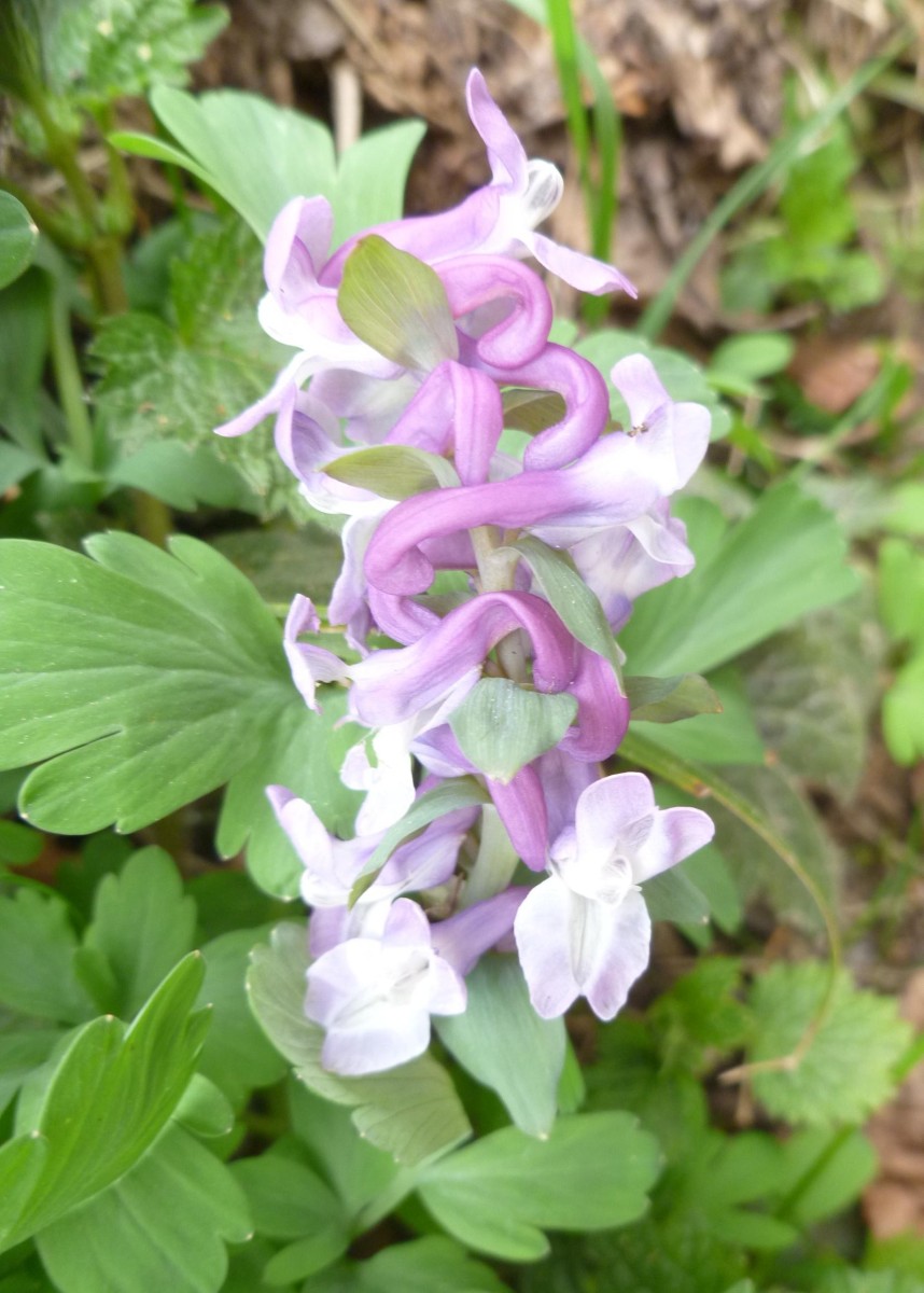 Corydalis cava_Albino.jpg