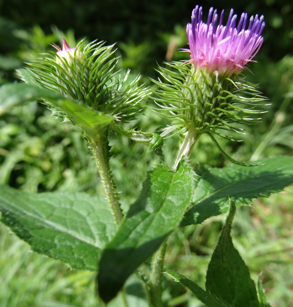 (2) Blütenköpfe.jpg