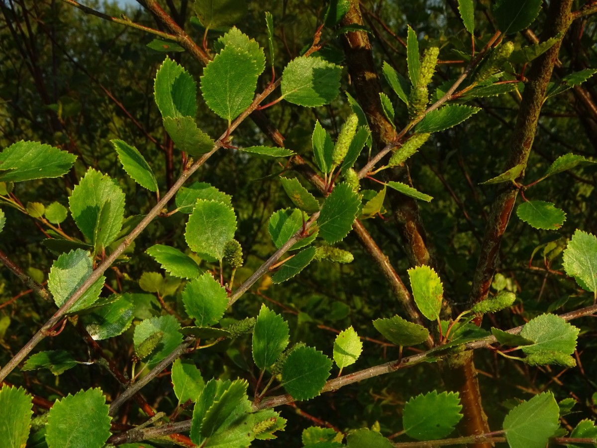 Betula.JPG