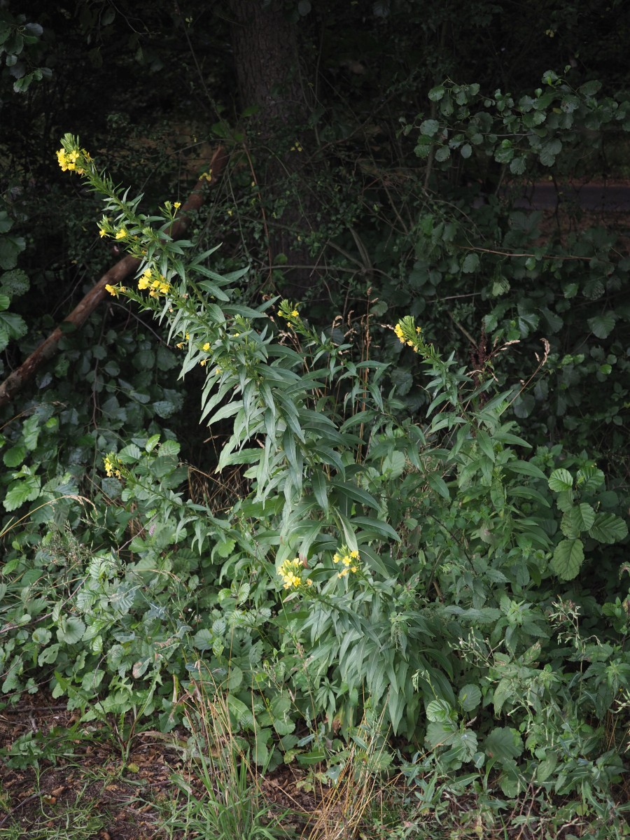 P7300845_Habitus_1800x2400.jpg