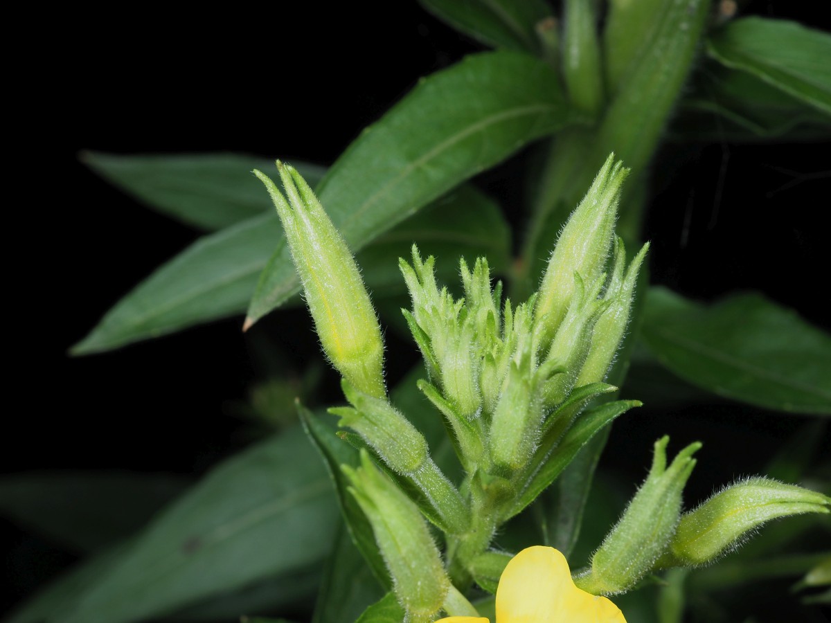 P7300843_Knospen_2400x1800.jpg