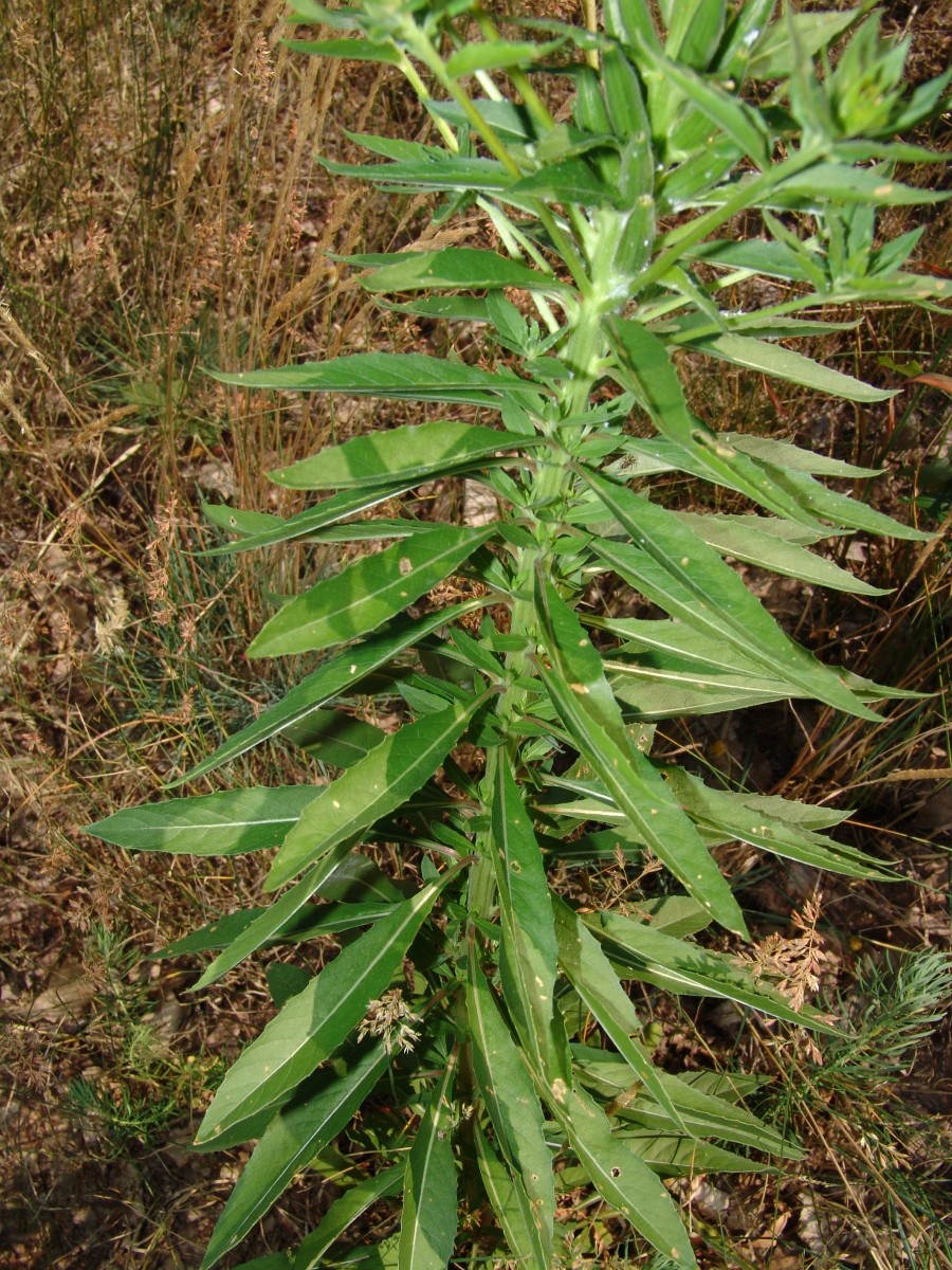 Oenothera issleri 7 Schwetzingen-Hirschacker Jurinea-Biotop Bahn G05.jpg