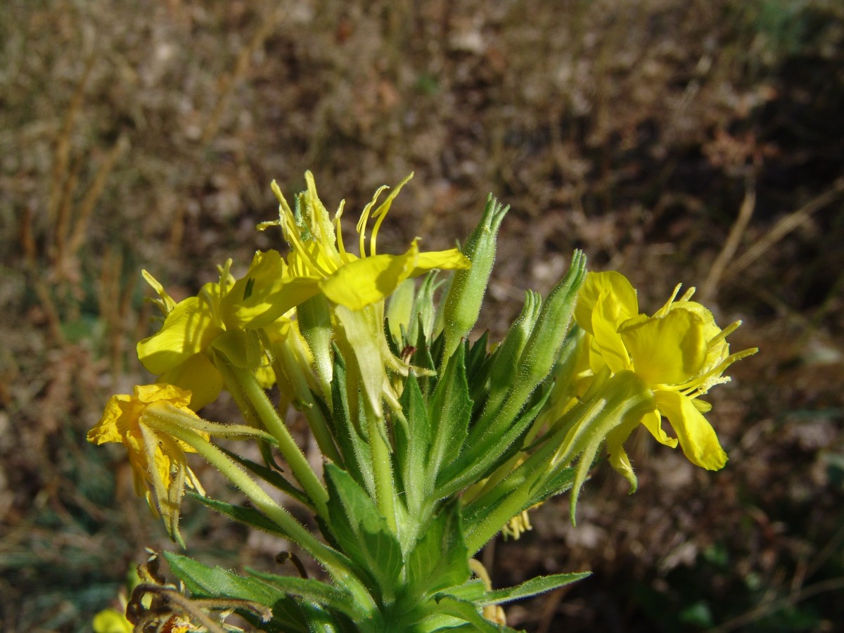 Oenothera issleri 7 Schwetzingen-Hirschacker Jurinea-Biotop Bahn G09.jpg