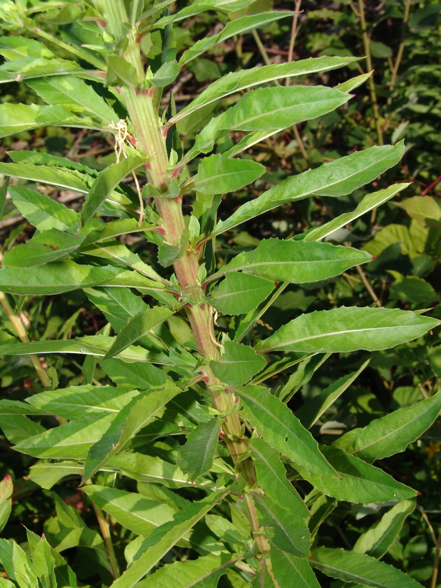 Oenothera issleri Bf Remchingen G44.jpg