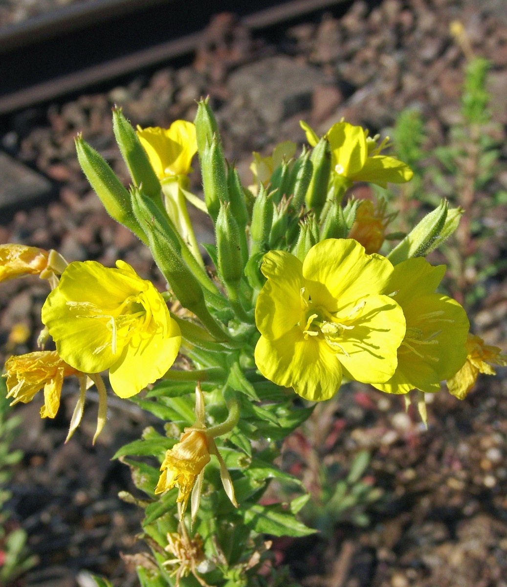 Oenothera issleri Bf Remchingen G51.jpg