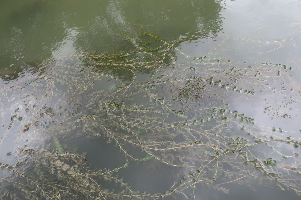 2025-07-31_Augsburg Wolfzahnau_Potamogeton perfoliatus.jpg