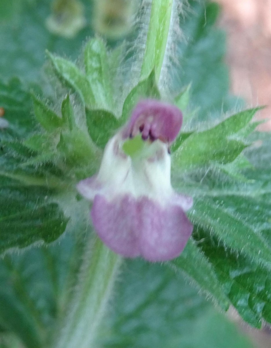 (2) Blüte_klein.jpg