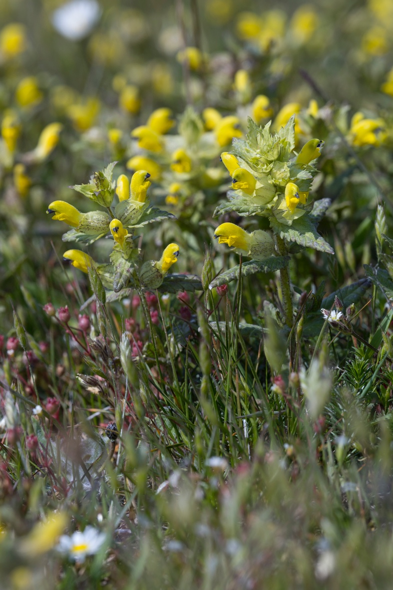 Klappertopf-Gotland-1_FH2505310007.jpg