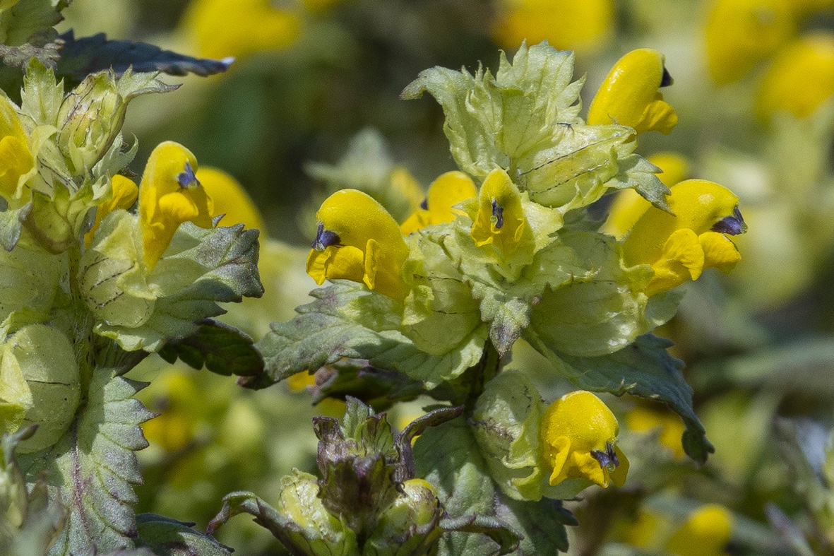 Klappertopf-Gotland-1_FH2505310005-2.jpg