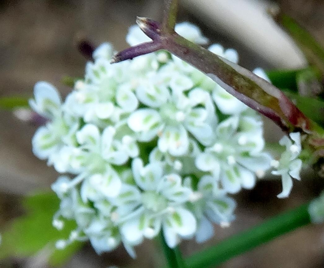 (2) Blüten.jpg