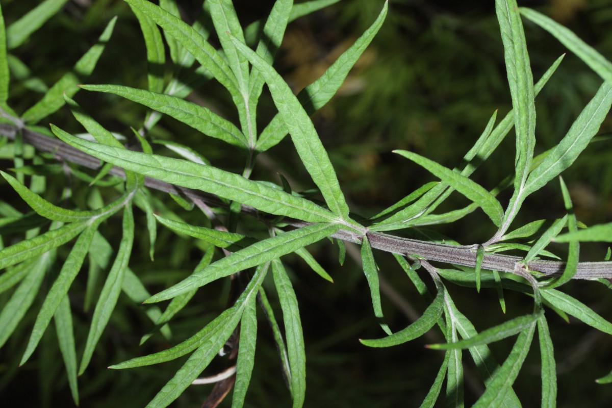 IMG_6636.JPG (847.14 KiB) 955 mal betrachtet IMG_6636.JPG