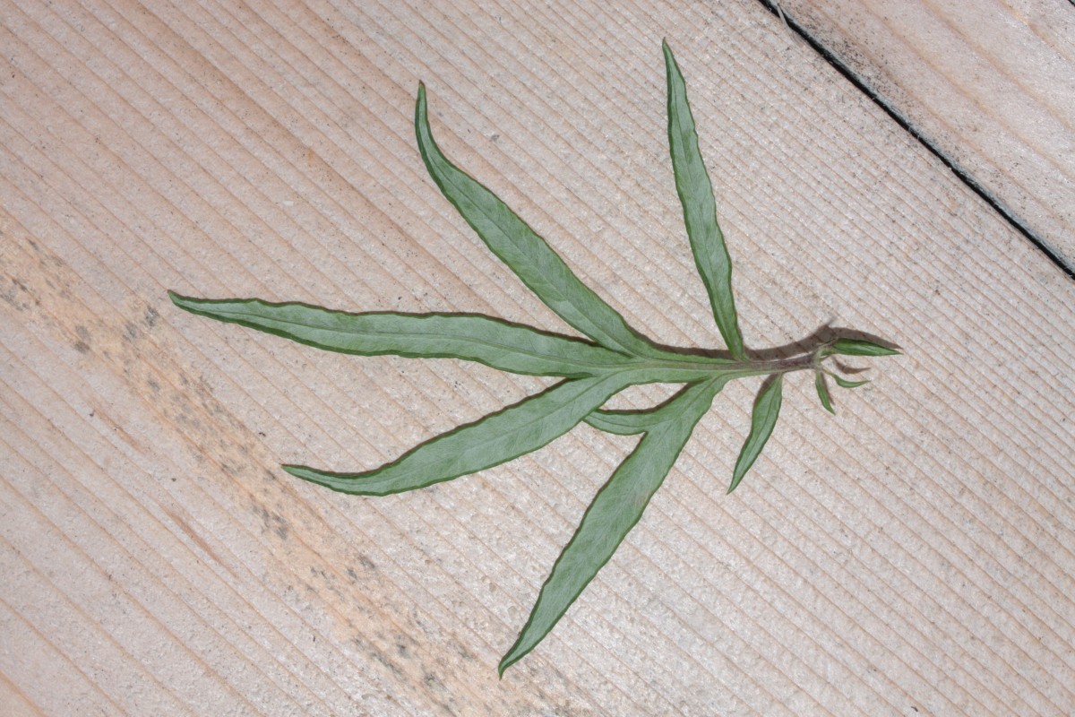 IMG_6638.JPG (1.14 MiB) 955 mal betrachtet IMG_6638.JPG