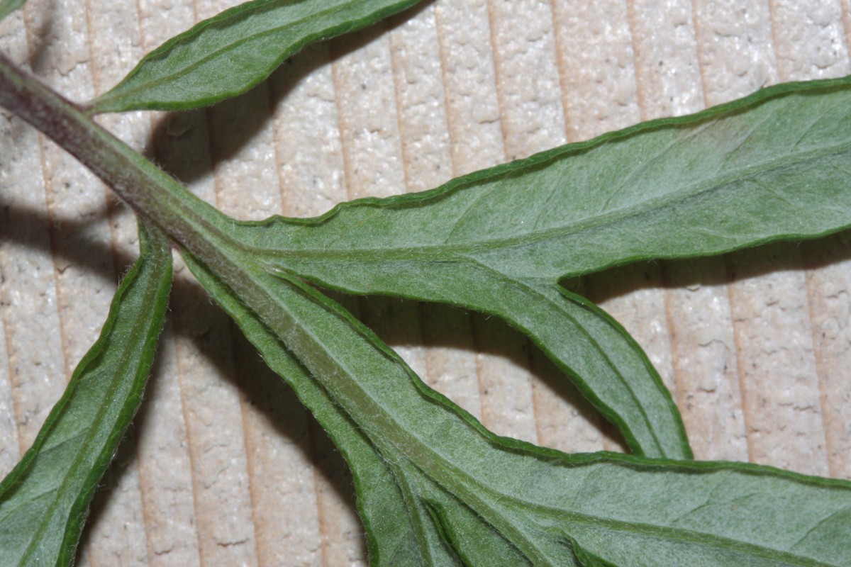 IMG_6639.JPG (872.26 KiB) 955 mal betrachtet IMG_6639.JPG