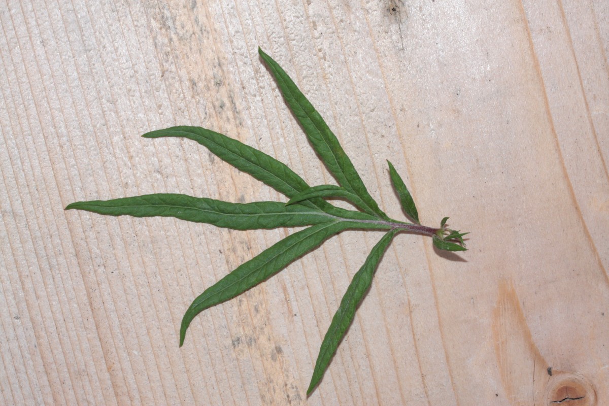 IMG_6640.JPG (1.06 MiB) 955 mal betrachtet IMG_6640.JPG