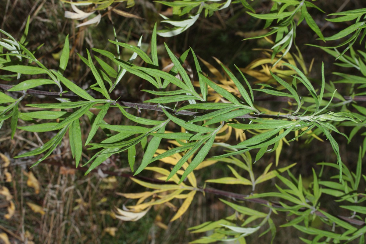 IMG_6641.JPG (941.47 KiB) 955 mal betrachtet IMG_6641.JPG