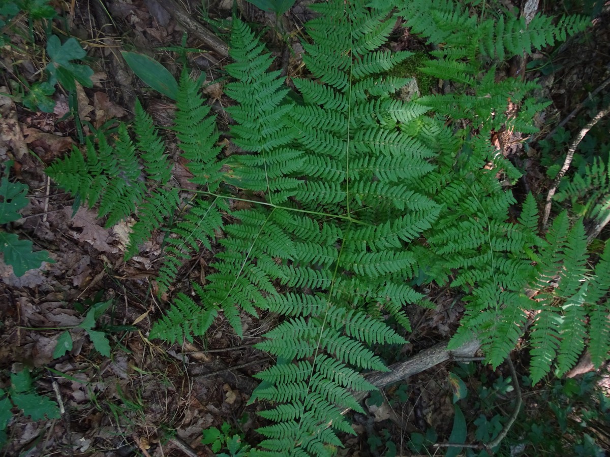 DSC00578.JPG