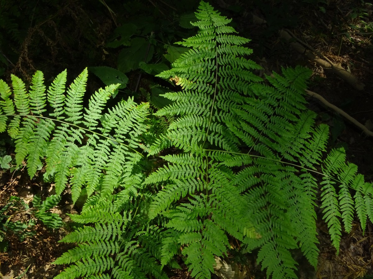 DSC00583.JPG