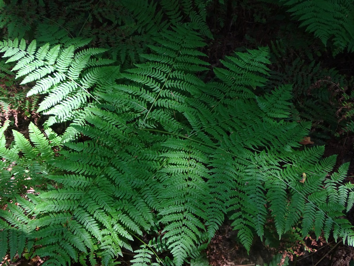 DSC00590.JPG