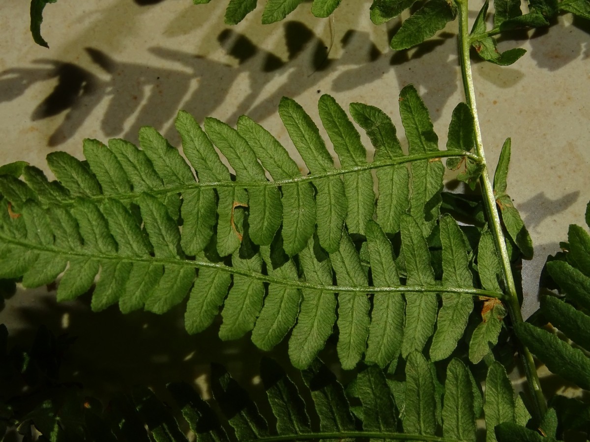 DSC00601.JPG