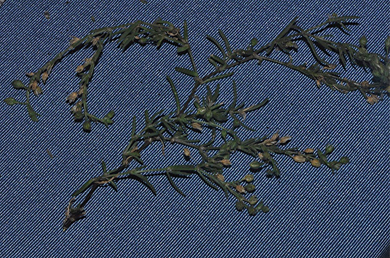 _DSC0008 Ausschnitt, Helligkeit, Schärfe, klein.jpg