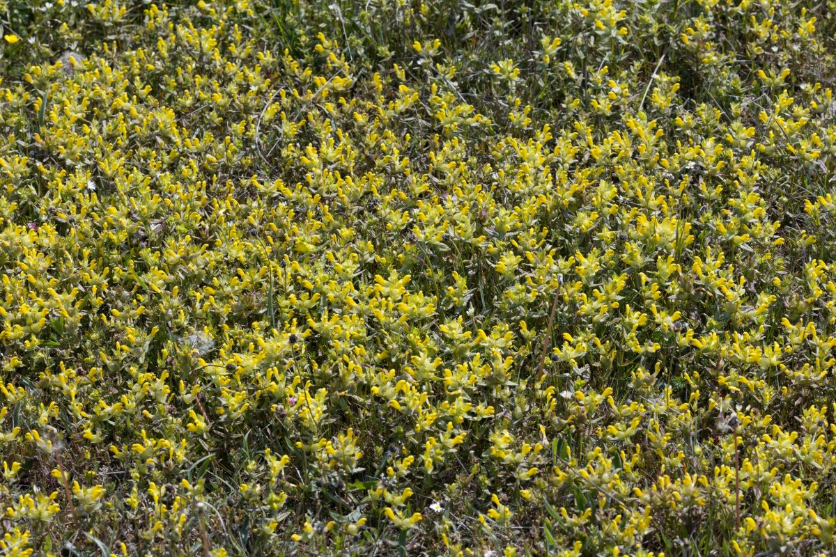 Klappertopf-Gotland-1_FH2505310003.jpg (2.45 MiB) 464 mal betrachtet Klappertopf-Gotland-1_FH2505310003.jpg