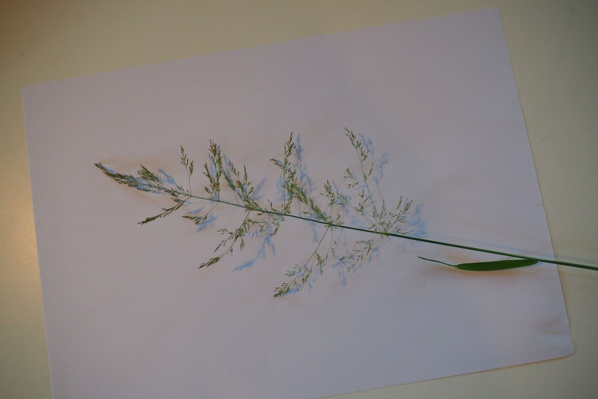 Agrostis stolonifera (1).JPG