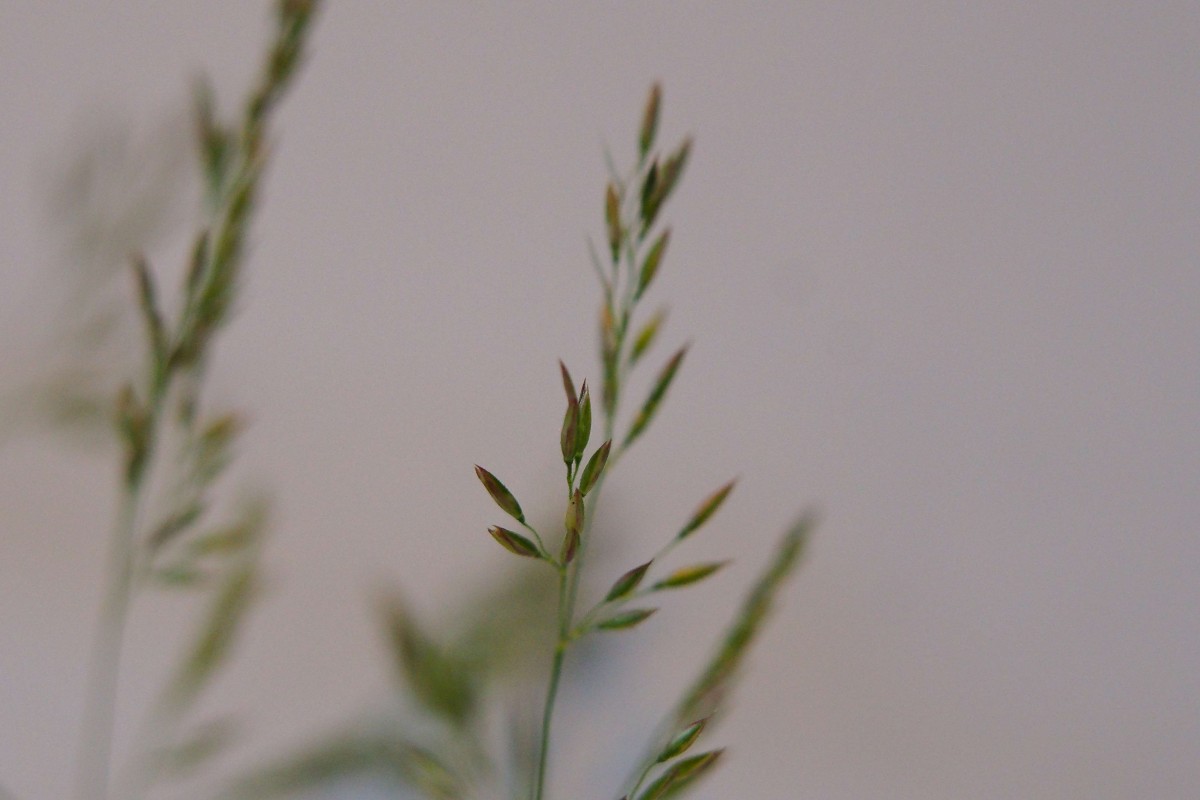 Agrostis stolonifera (2).JPG