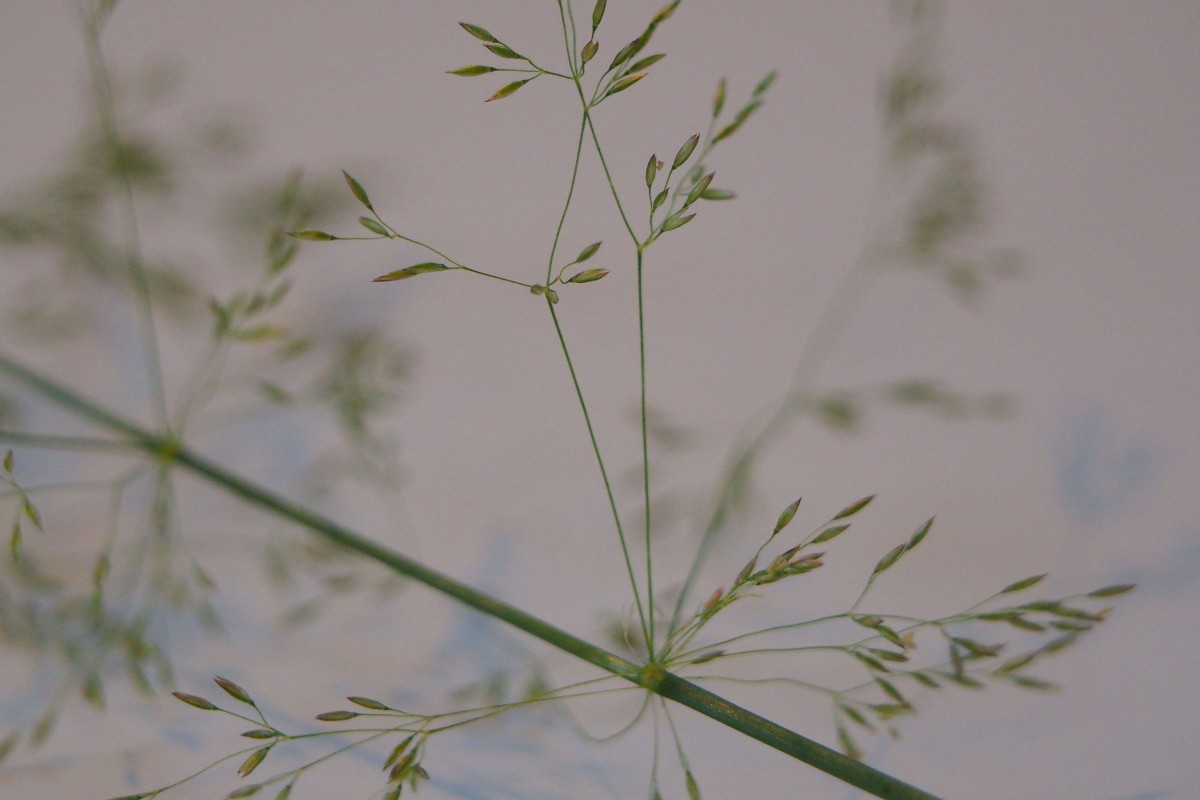 Agrostis stolonifera (3).JPG