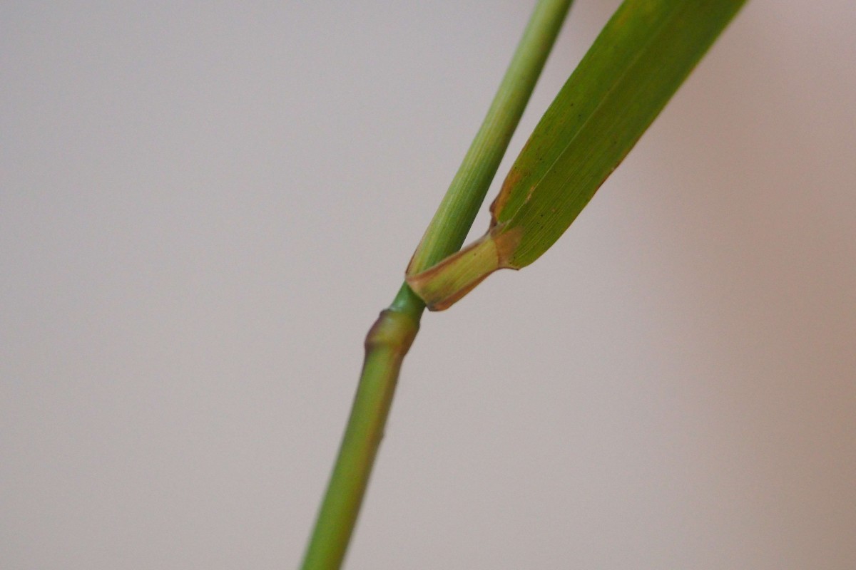Agrostis stolonifera (5).JPG
