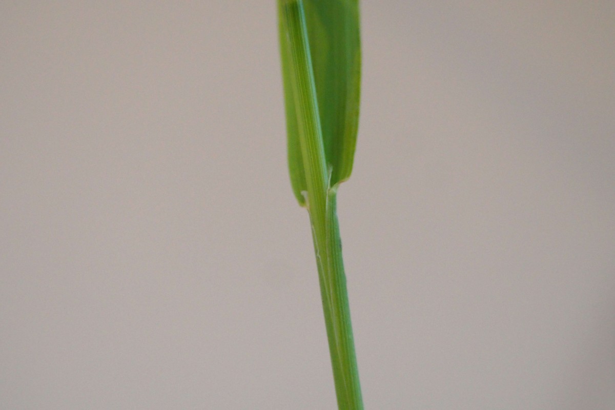 Agrostis stolonifera (6).JPG
