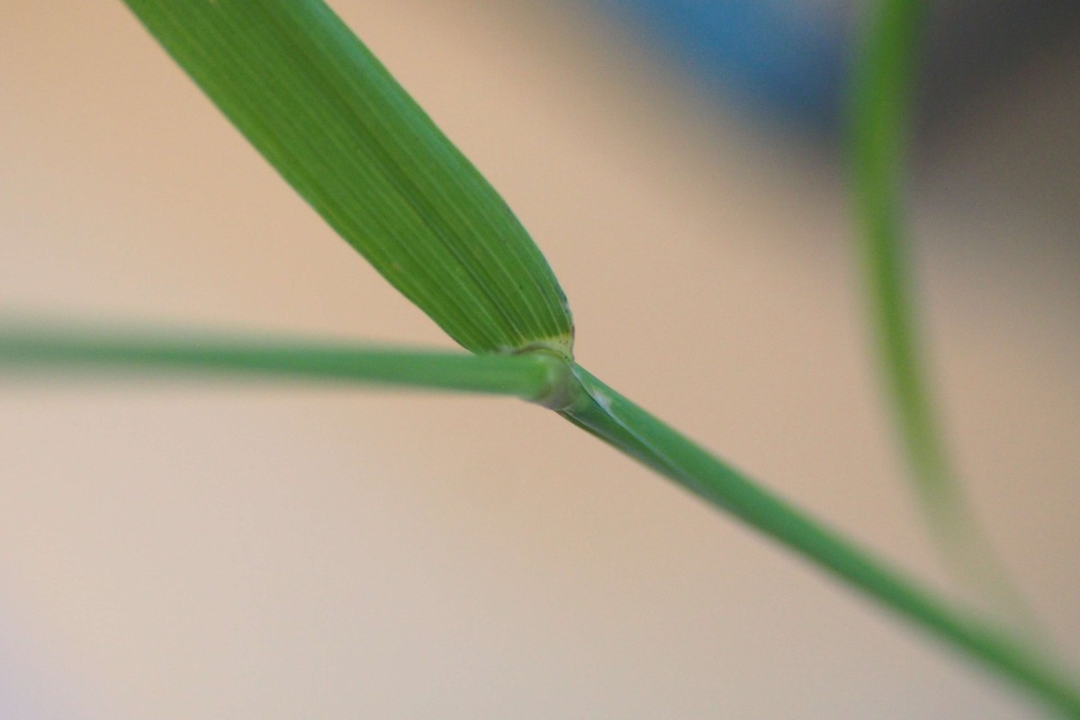 Agrostis stolonifera (7).JPG