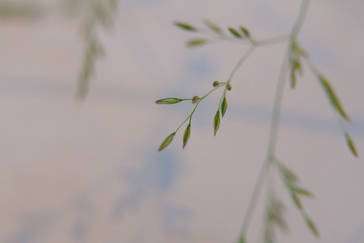 Agrostis stolonifera (8).JPG