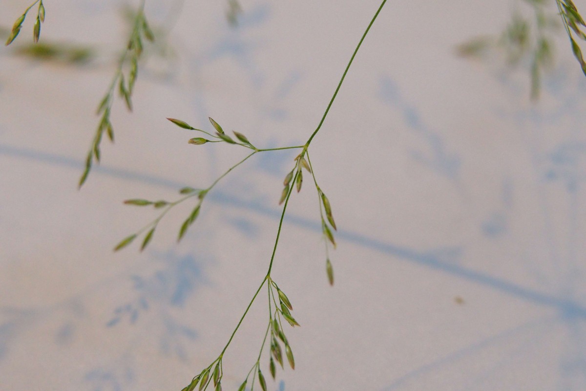 Agrostis stolonifera (9).JPG