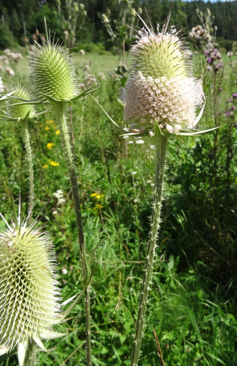 (2) Blüte.jpg