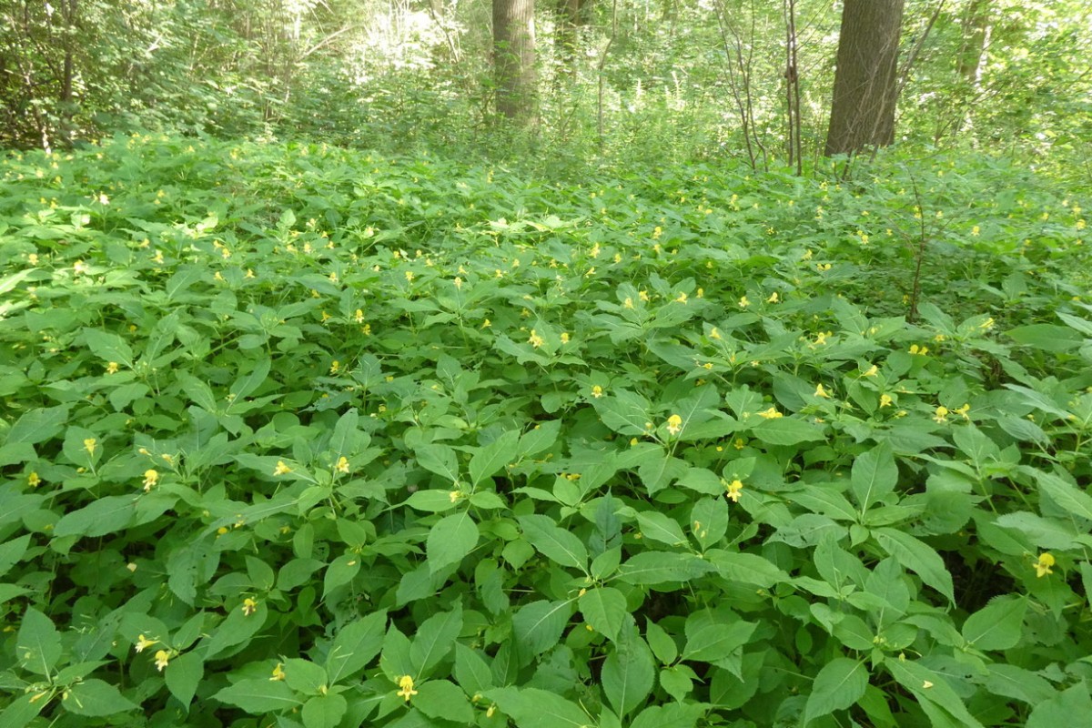 Impatiens edgeworthii 1.JPG