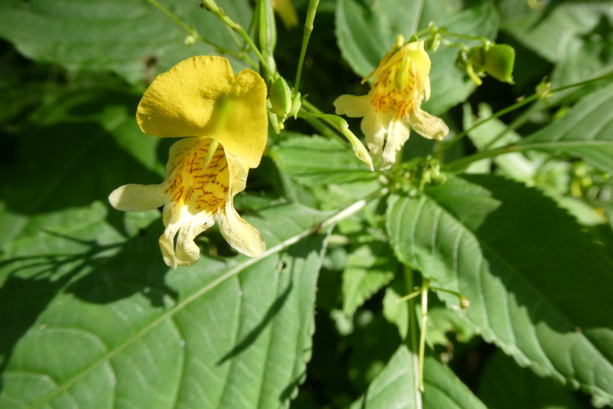 Impatiens edgeworthii 2.JPG