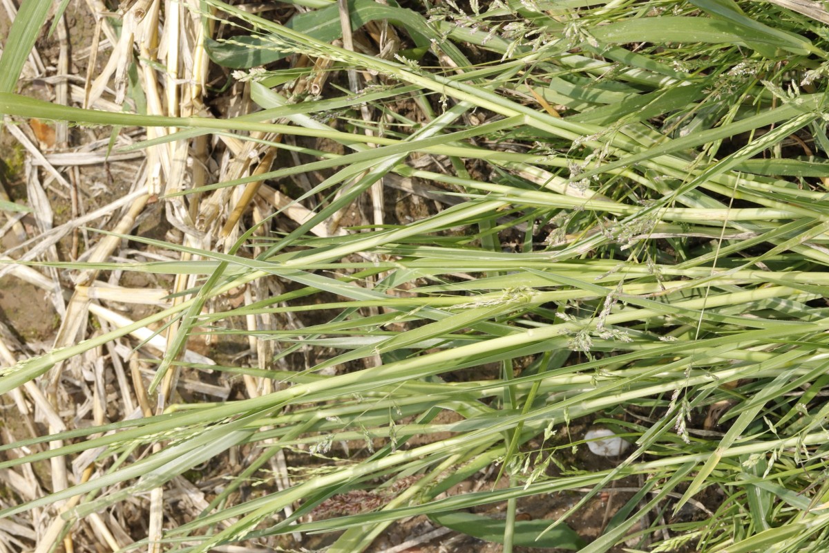 Panicum gilvum W Vaals NL A01.jpg