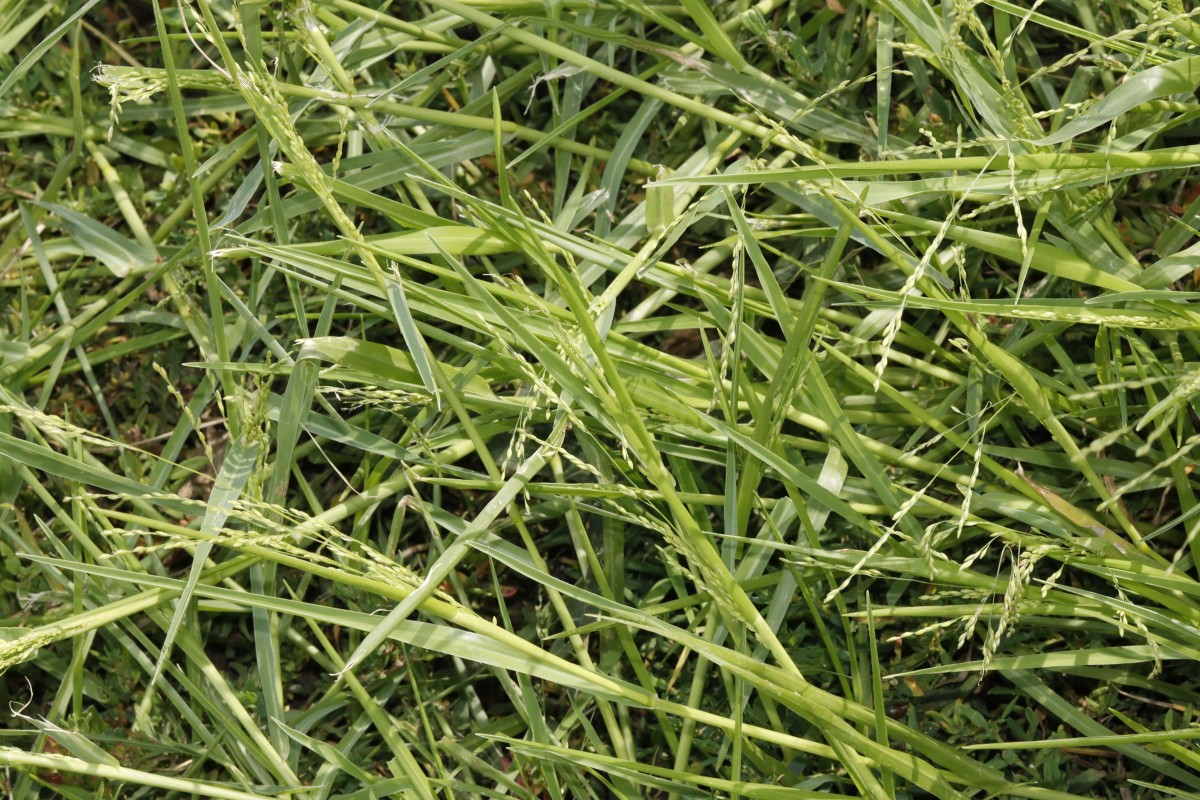 Panicum gilvum W Vaals NL A03.jpg