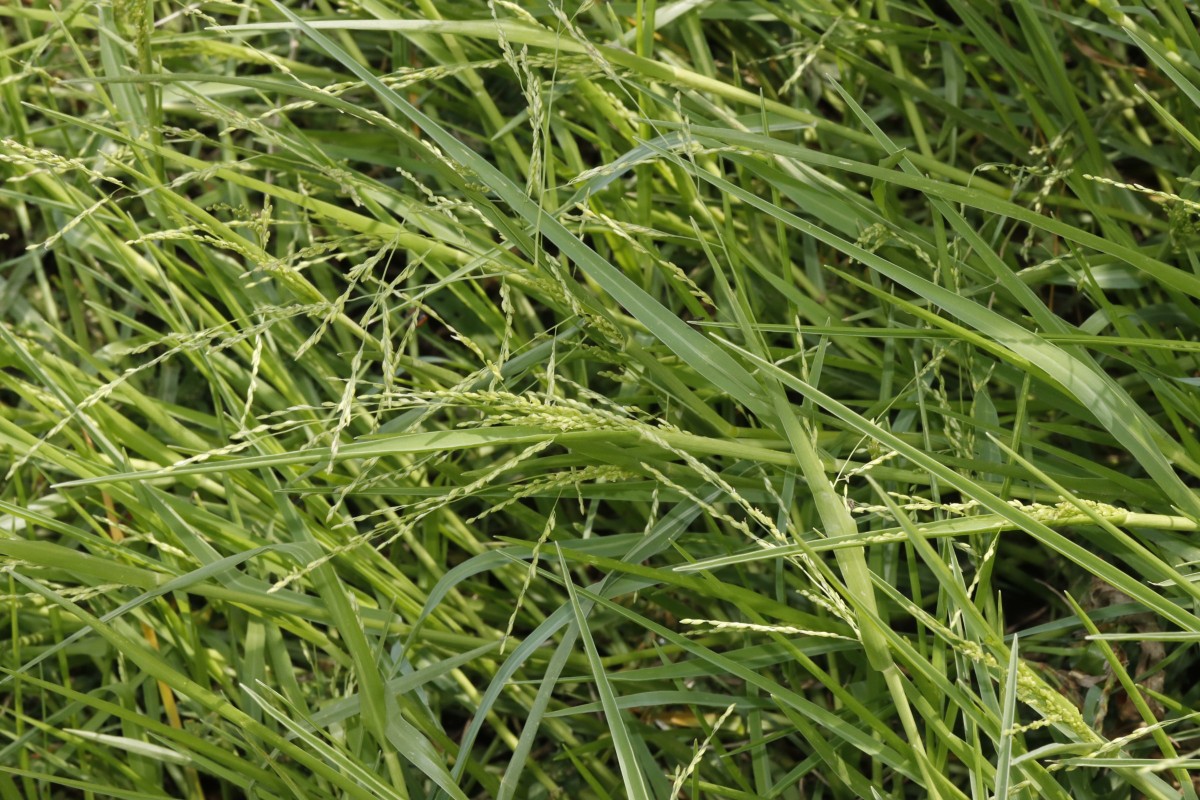 Panicum gilvum W Vaals NL A06.jpg