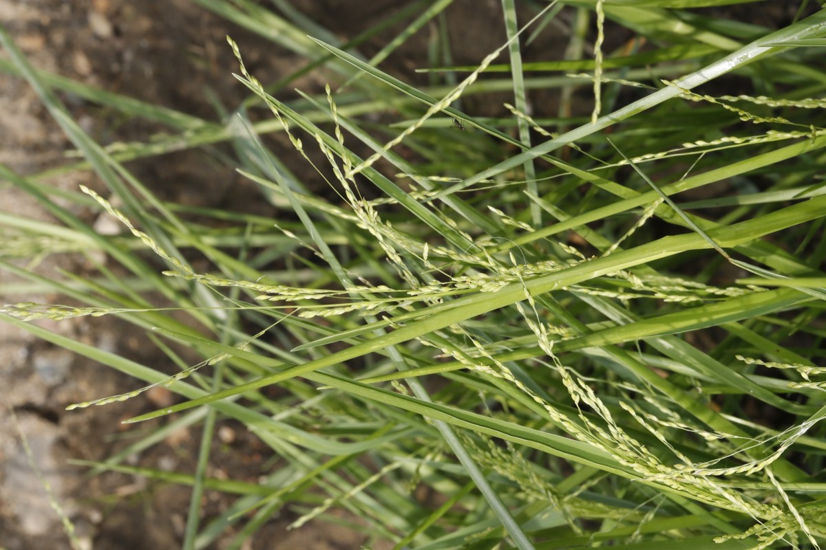 Panicum gilvum W Vaals NL A08.jpg