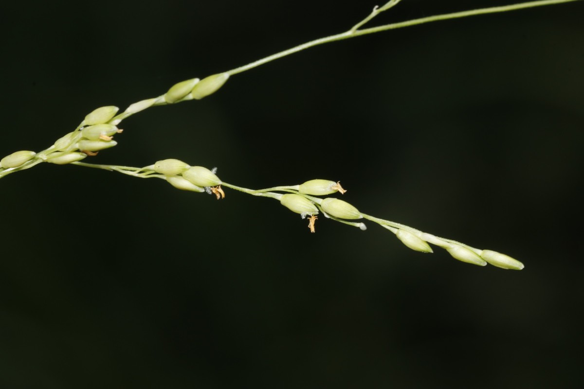 Panicum gilvum W Vaals NL A10.jpg
