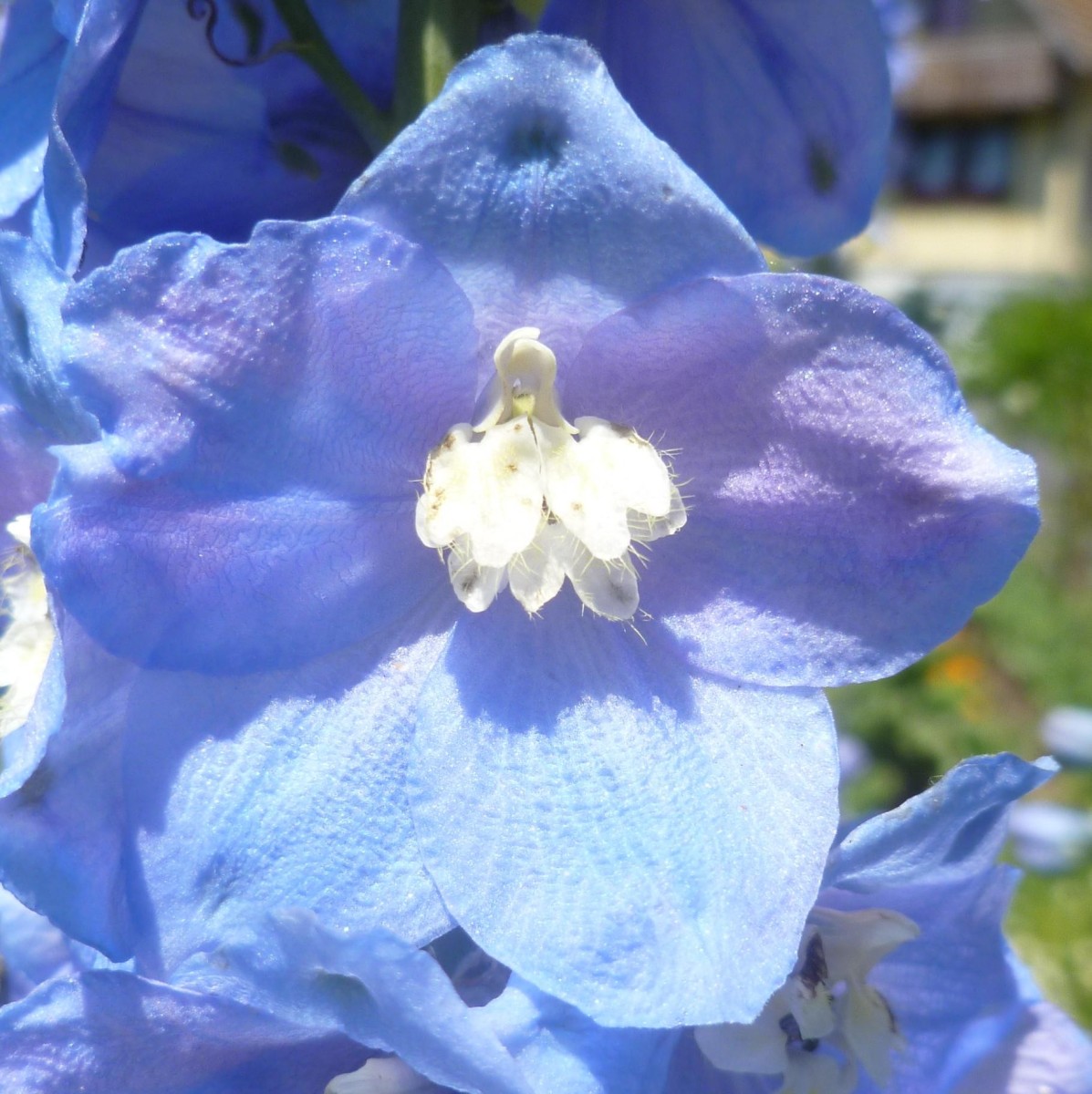 (3) Blüte.jpg