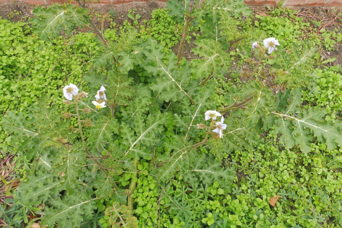 Solanum sisymbriifolium Raukenblättriger Nachtschatten 1.JPG