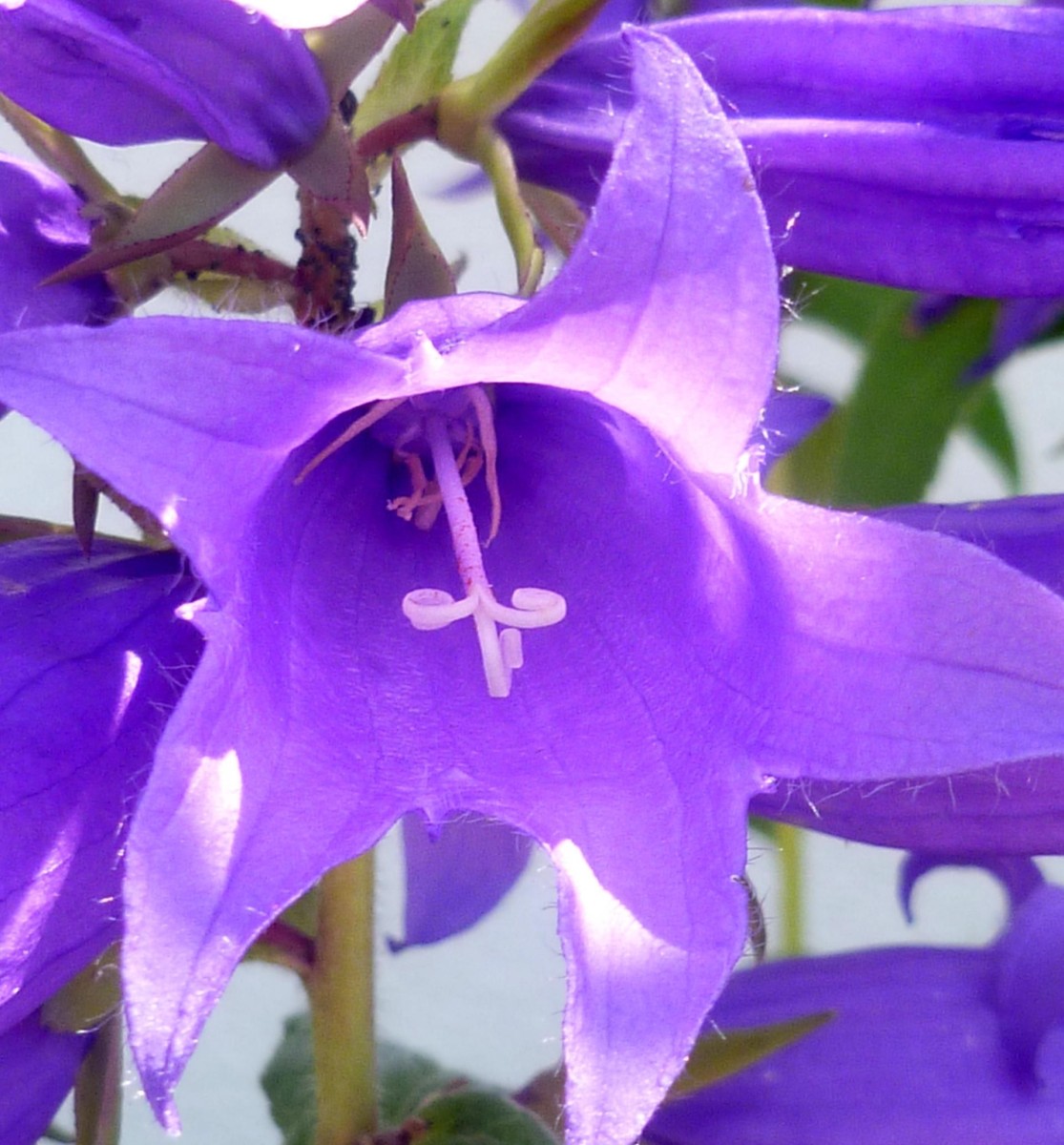 (4) Blüte.jpg