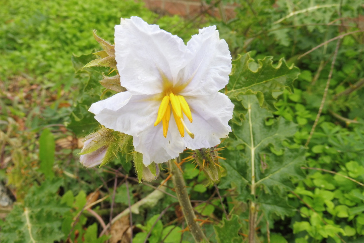 Solanum sisymbriifolium Raukenblättriger Nachtschatten 2.JPG