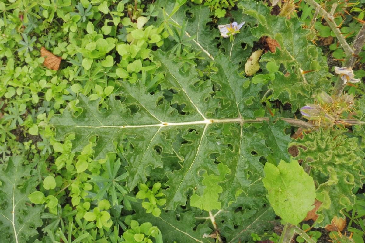 Solanum sisymbriifolium Raukenblättriger Nachtschatten 3.JPG
