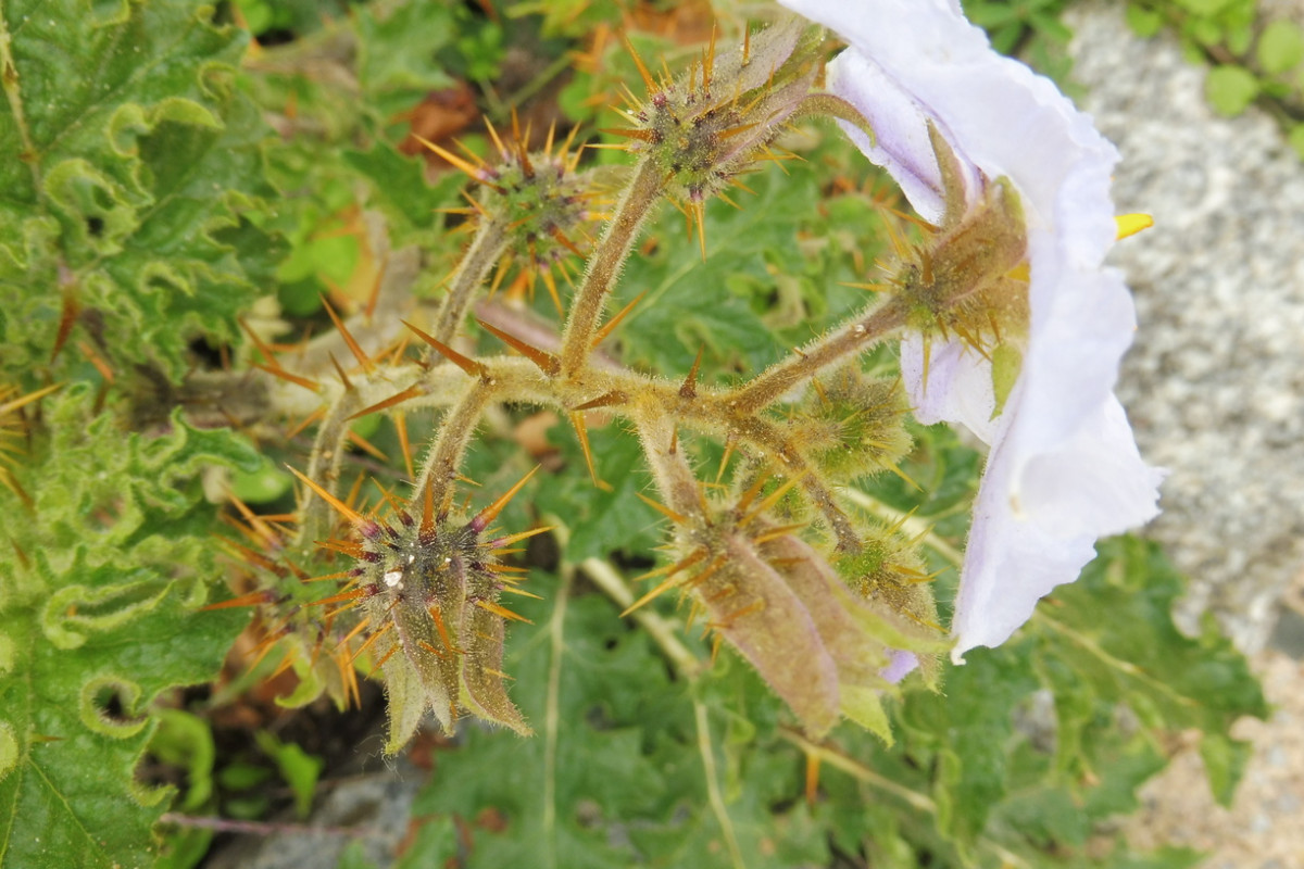 Solanum sisymbriifolium Raukenblättriger Nachtschatten 4.JPG