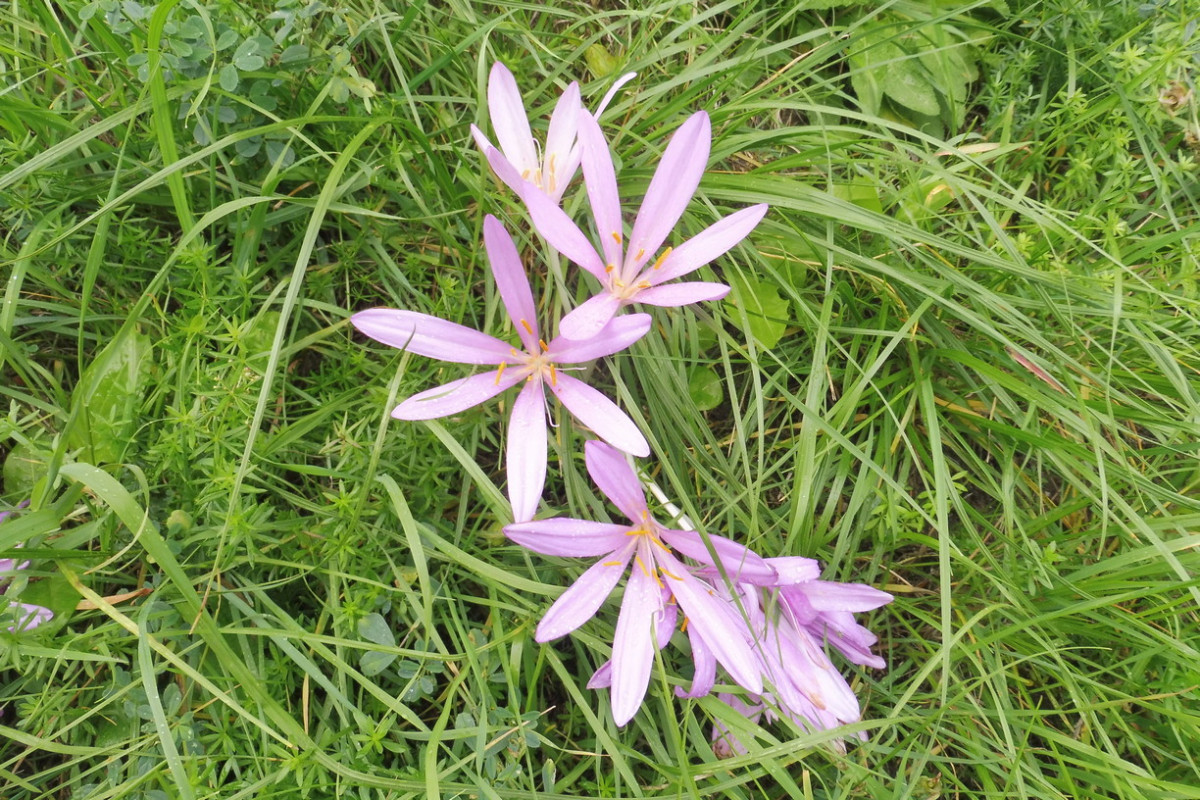 Colchicum 1.JPG